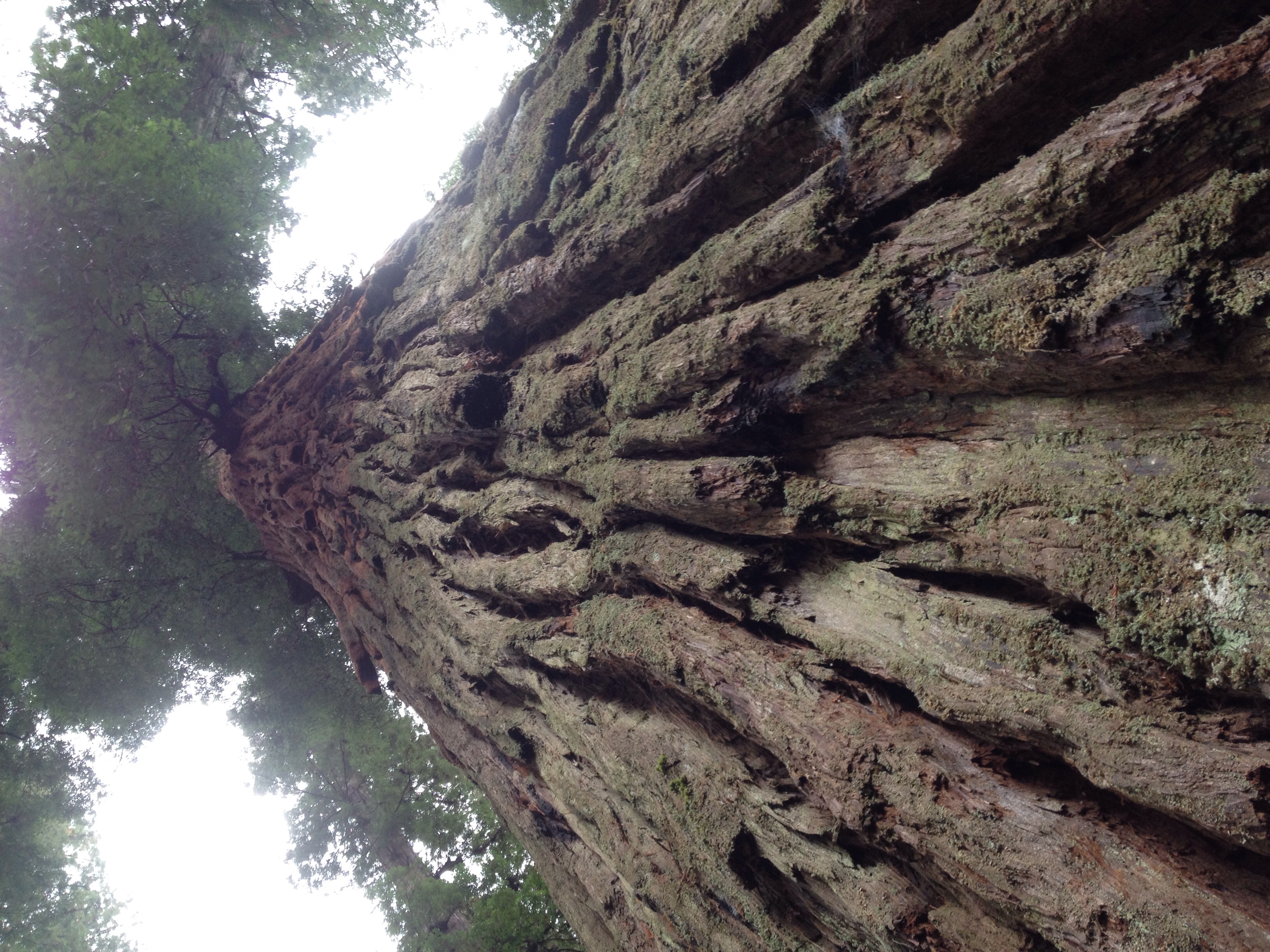 Day Three: Stout Redwood Grove