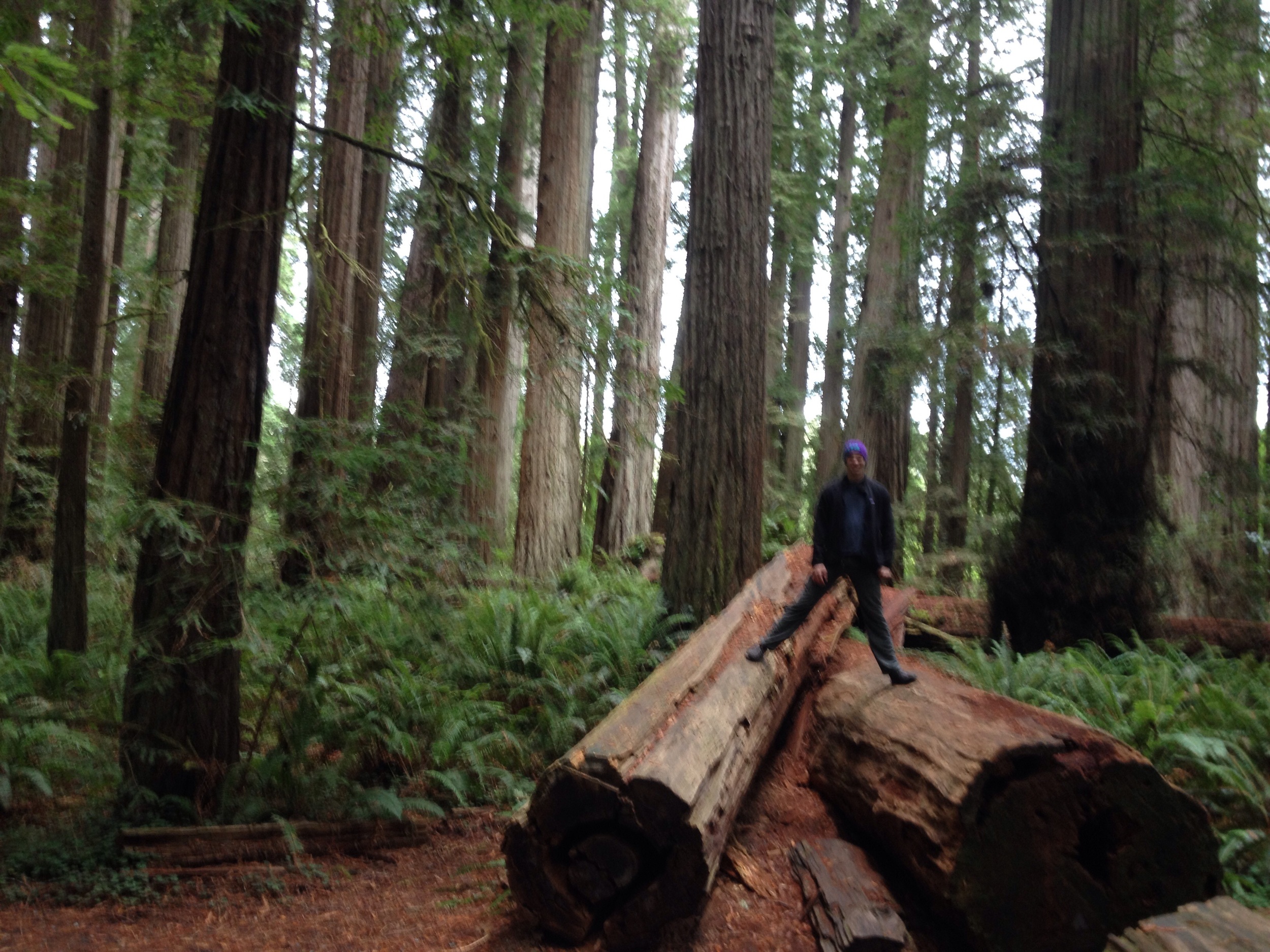 Day Three: Stout Redwood Grove