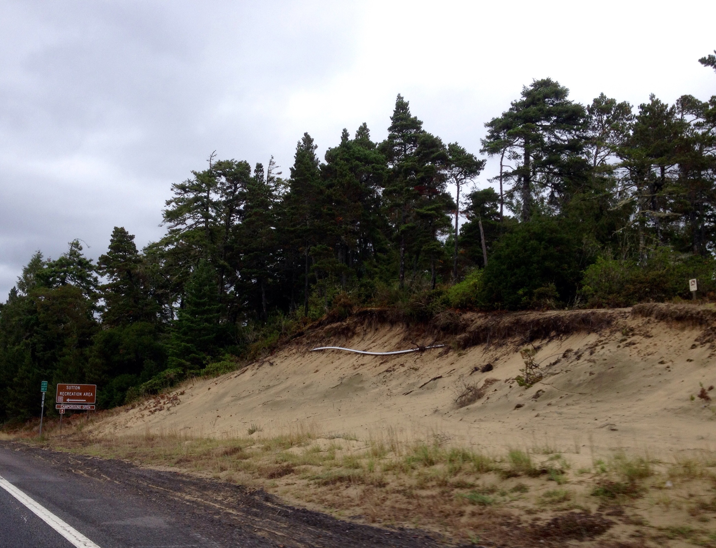 Sand Dunes Pines