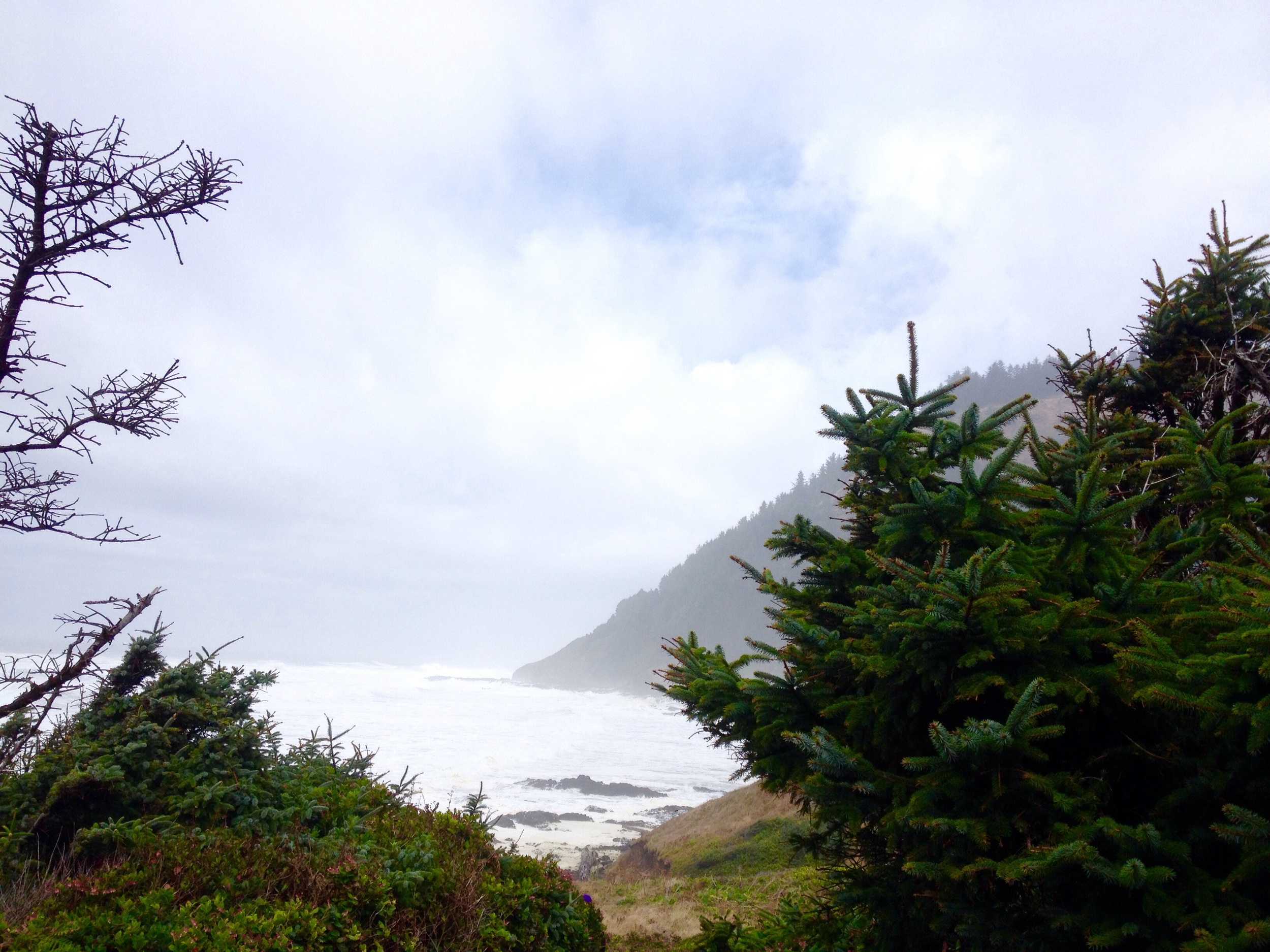 Pines on the Beach