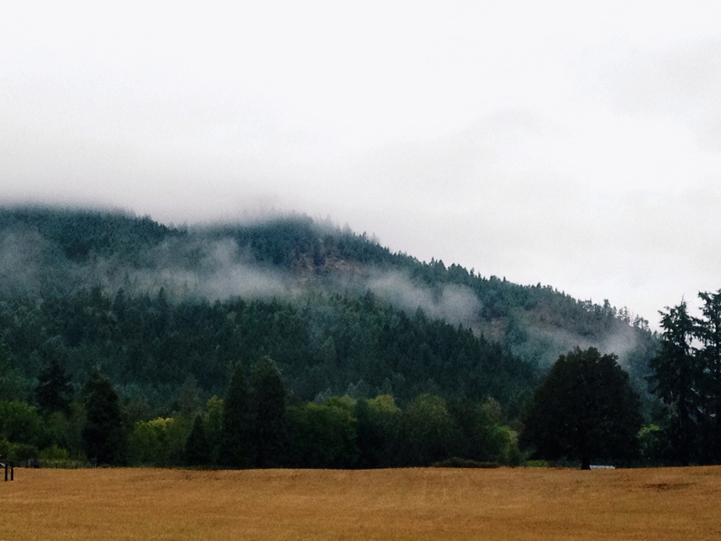 Oregon Fog