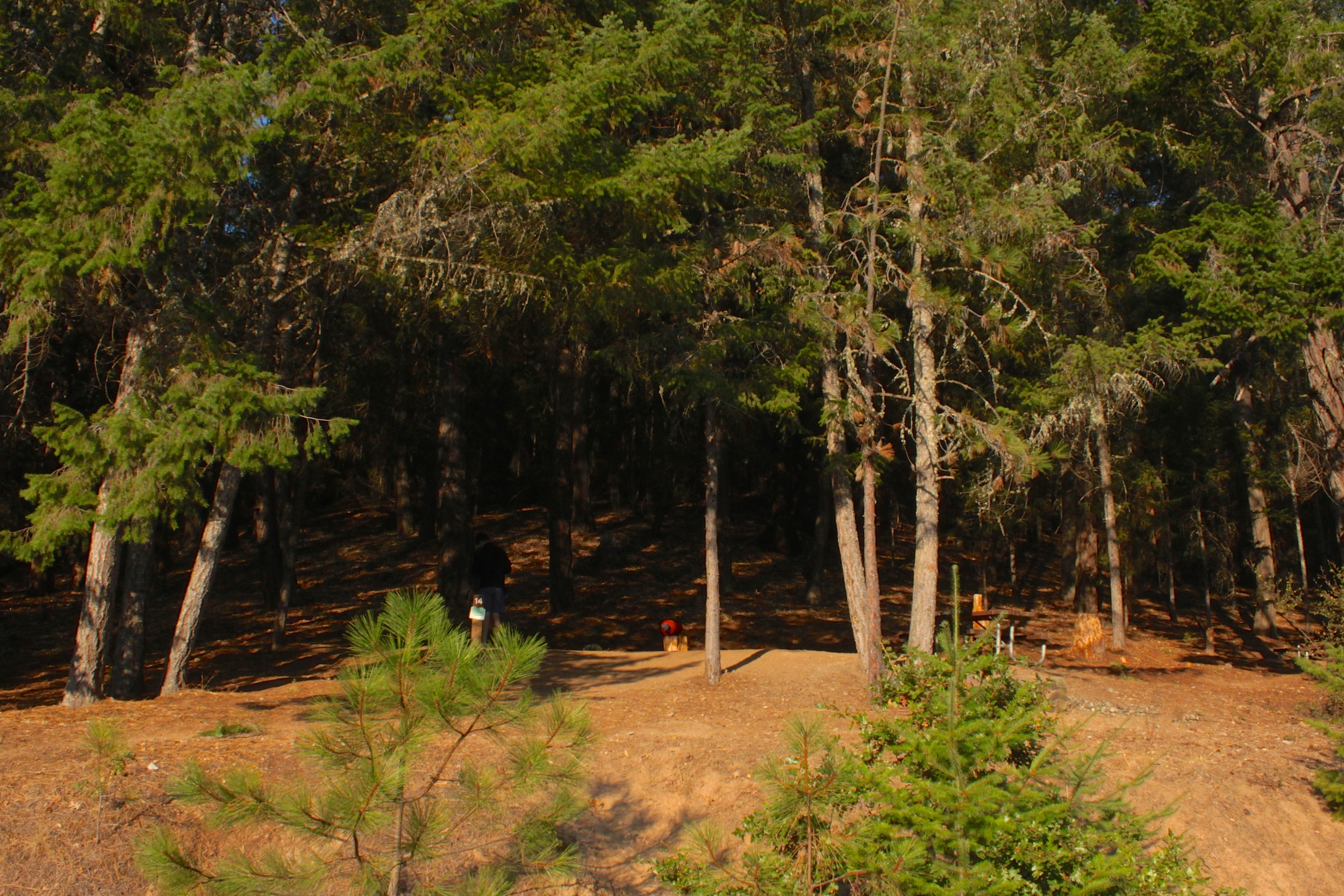 Our Site in the Trees
