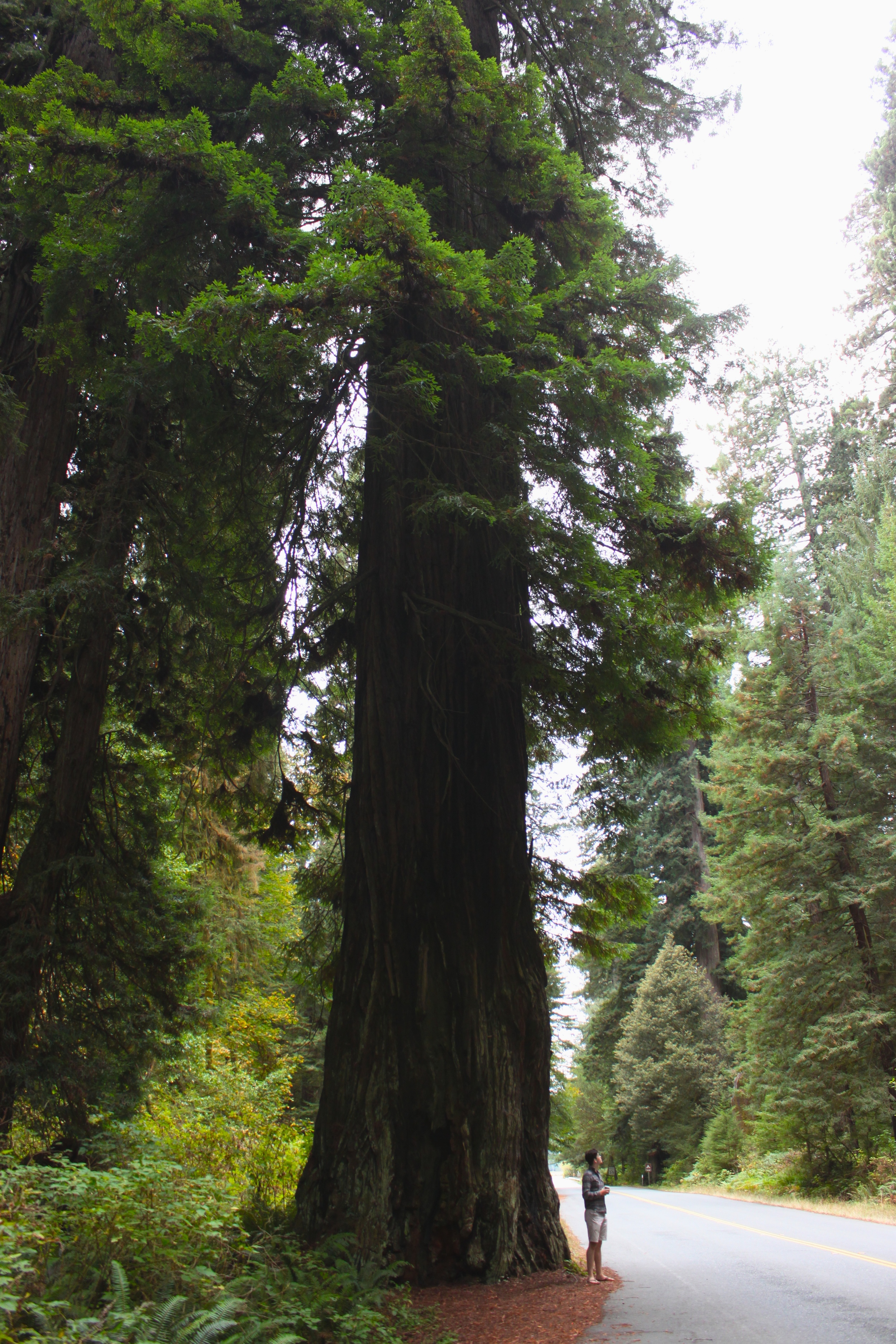 Newton B. Drury Scenic Parkway