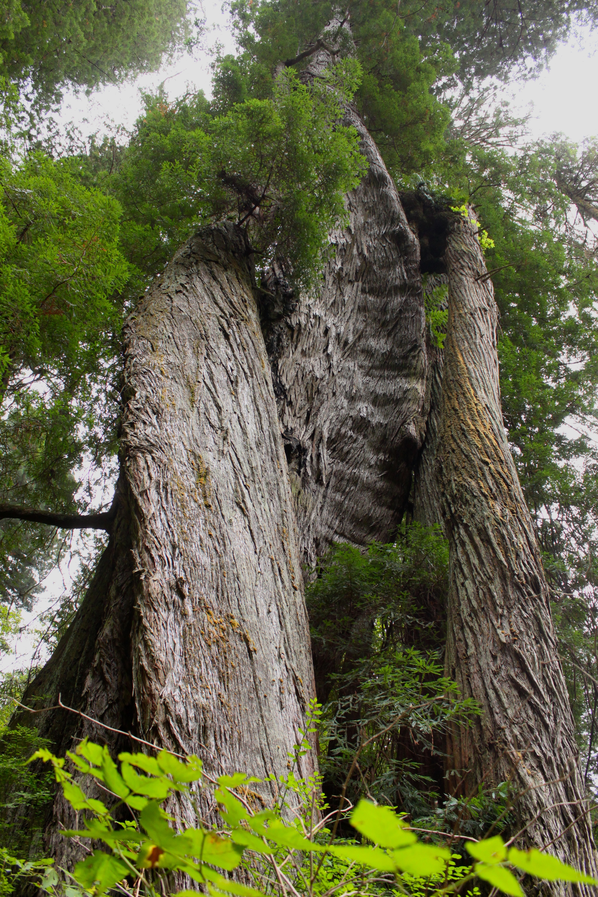 Corkscrew Tree