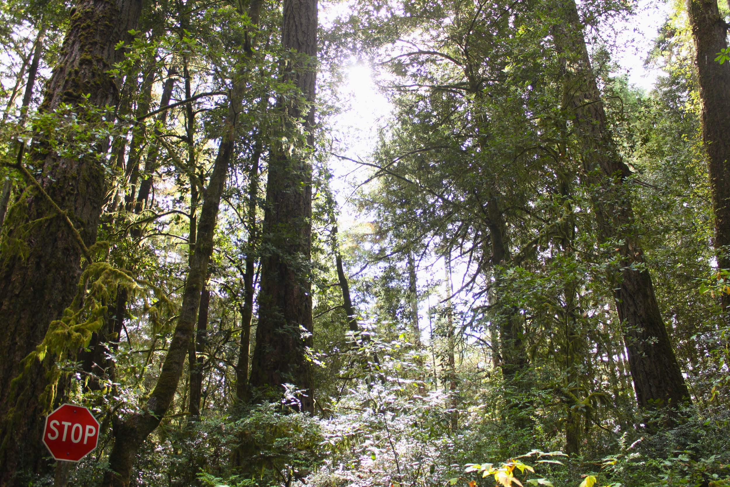 Jedediah State Park