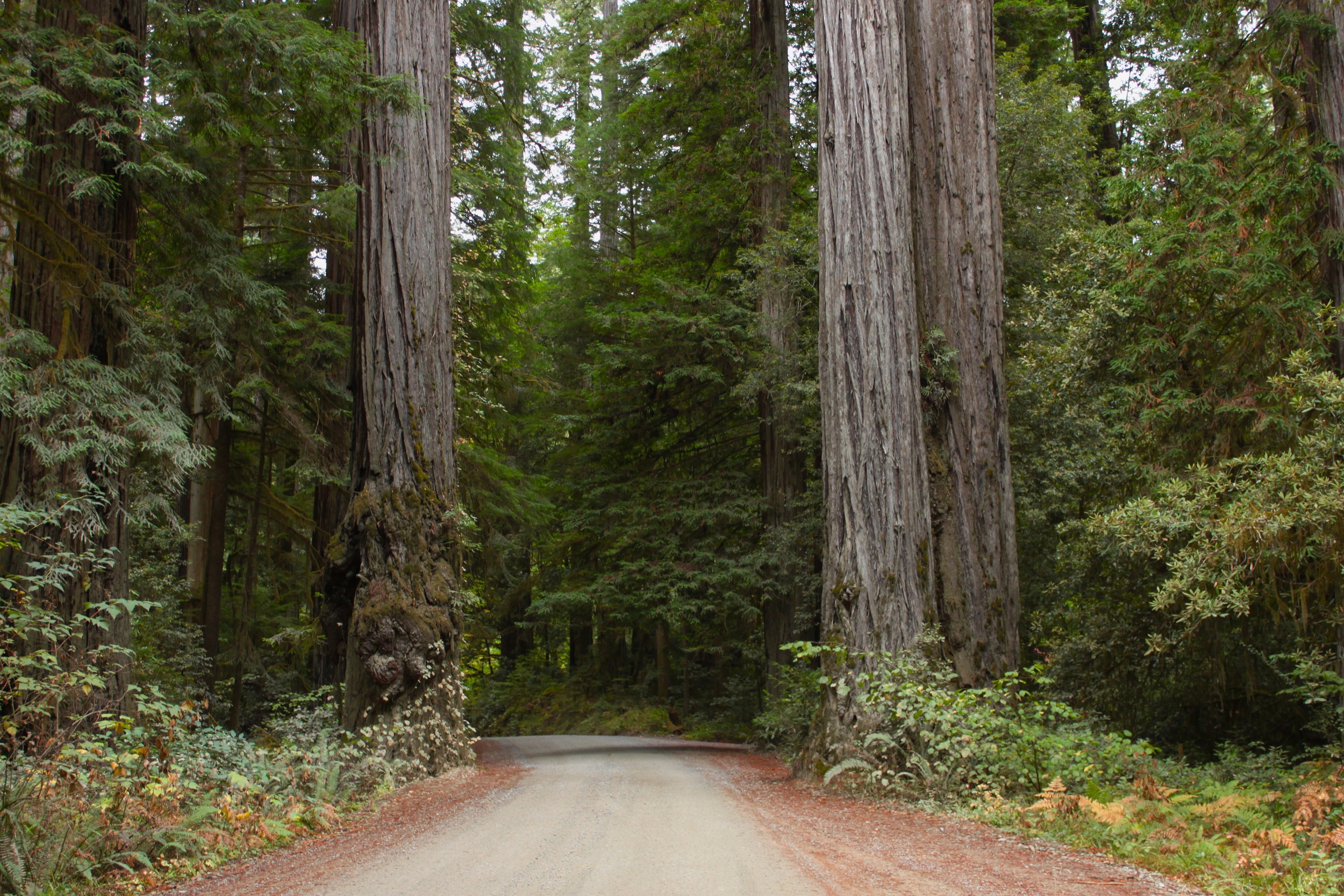 Entering Stout Grove