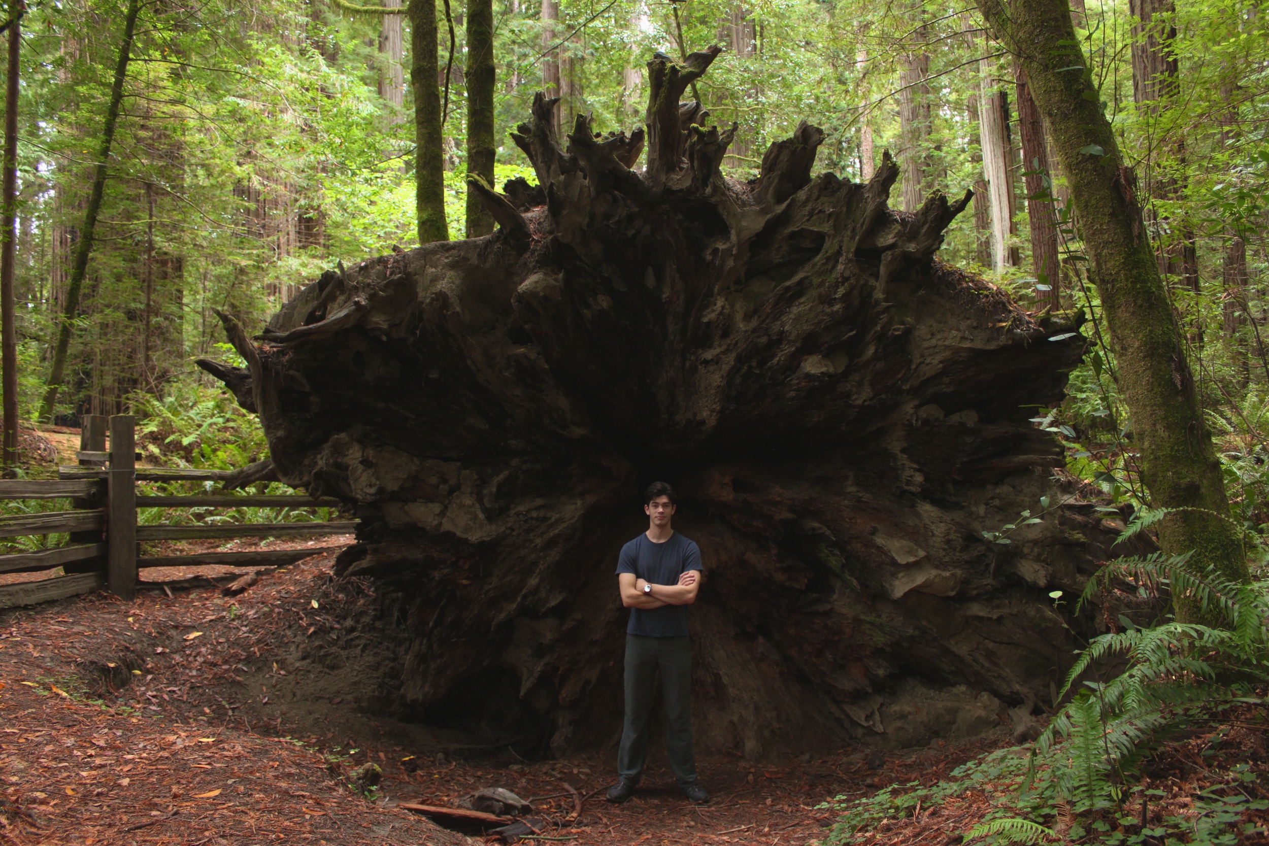 Redwood Roots