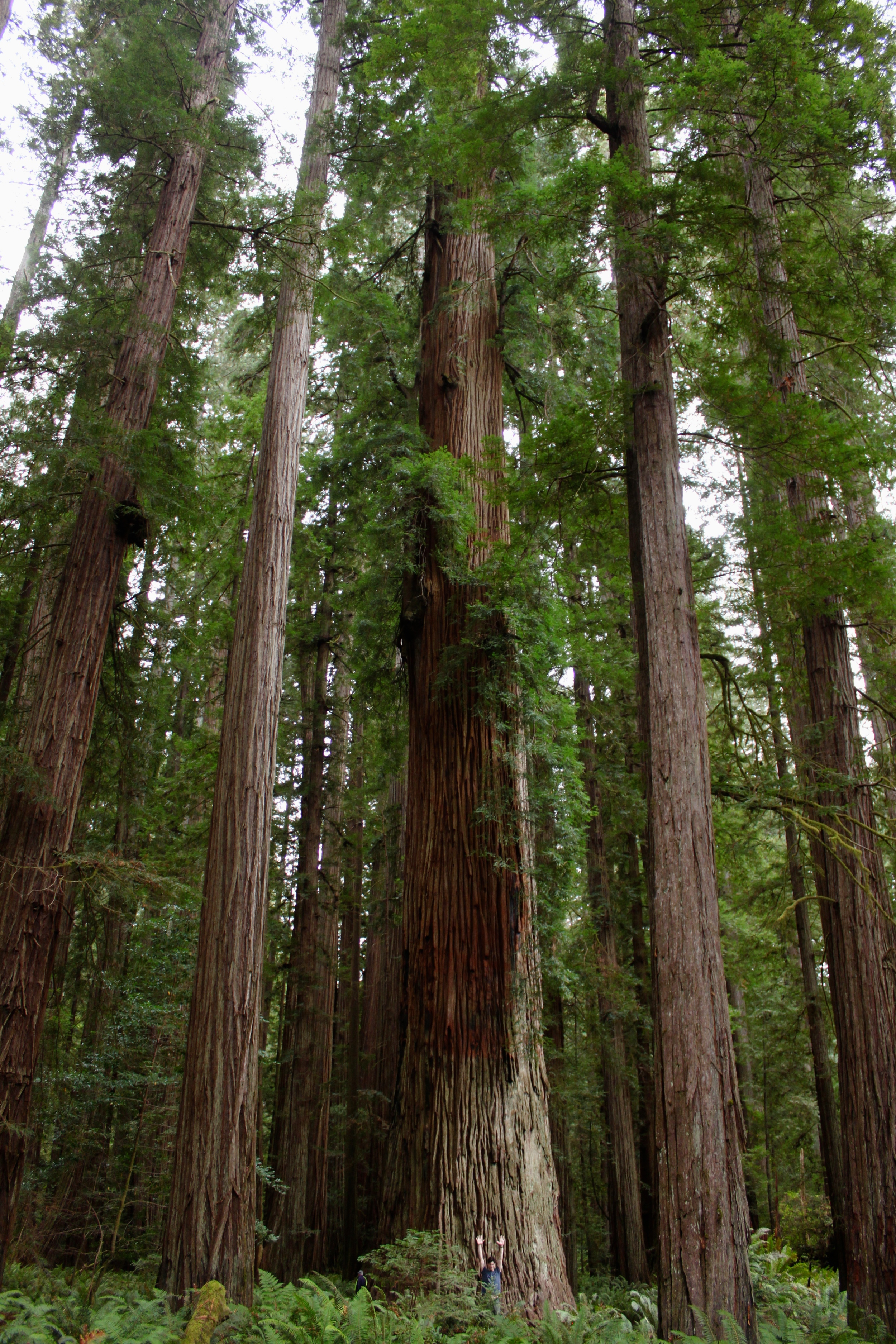 The Largest Tree We Saw (Look at David at the bottom!)
