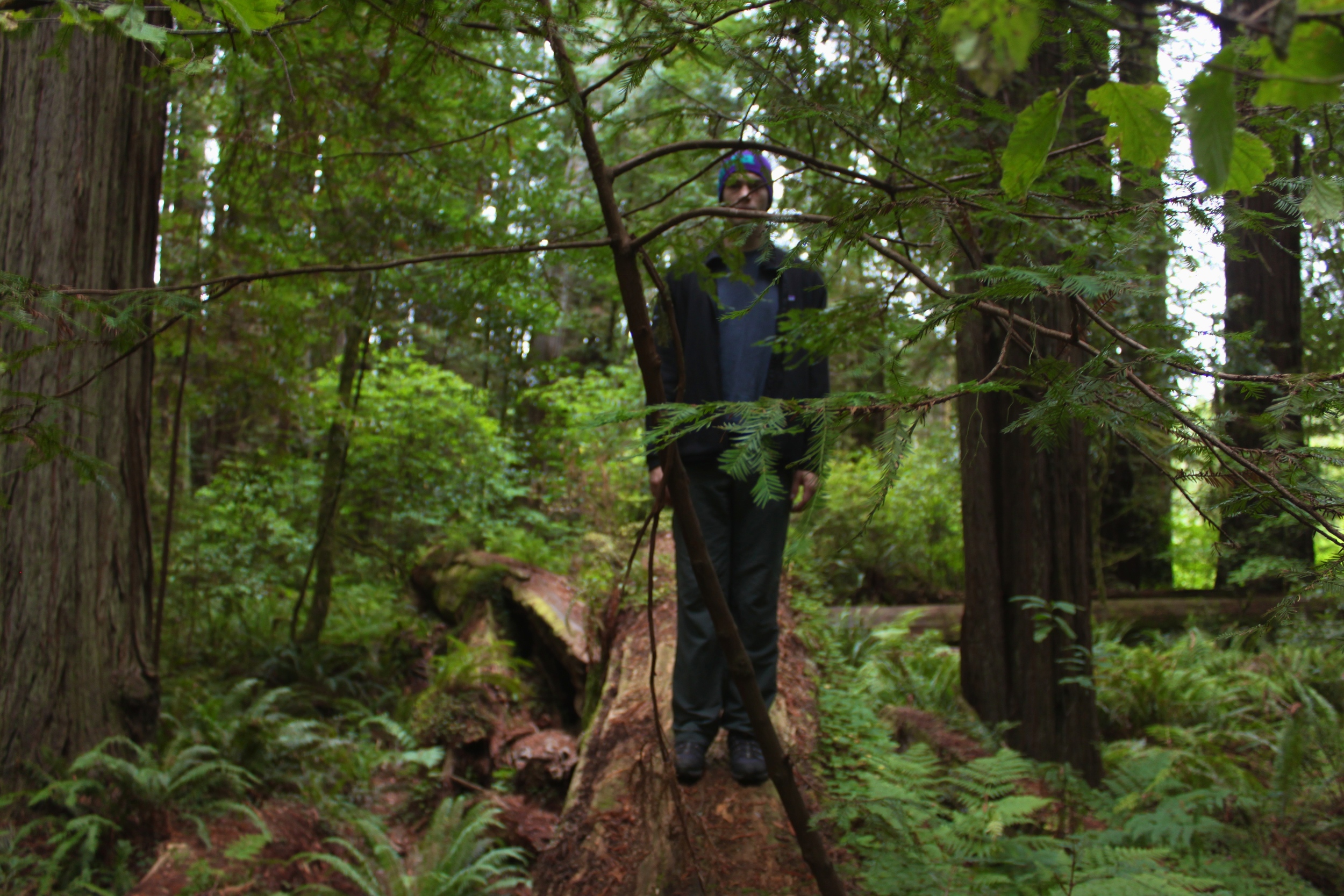 Stout Grove