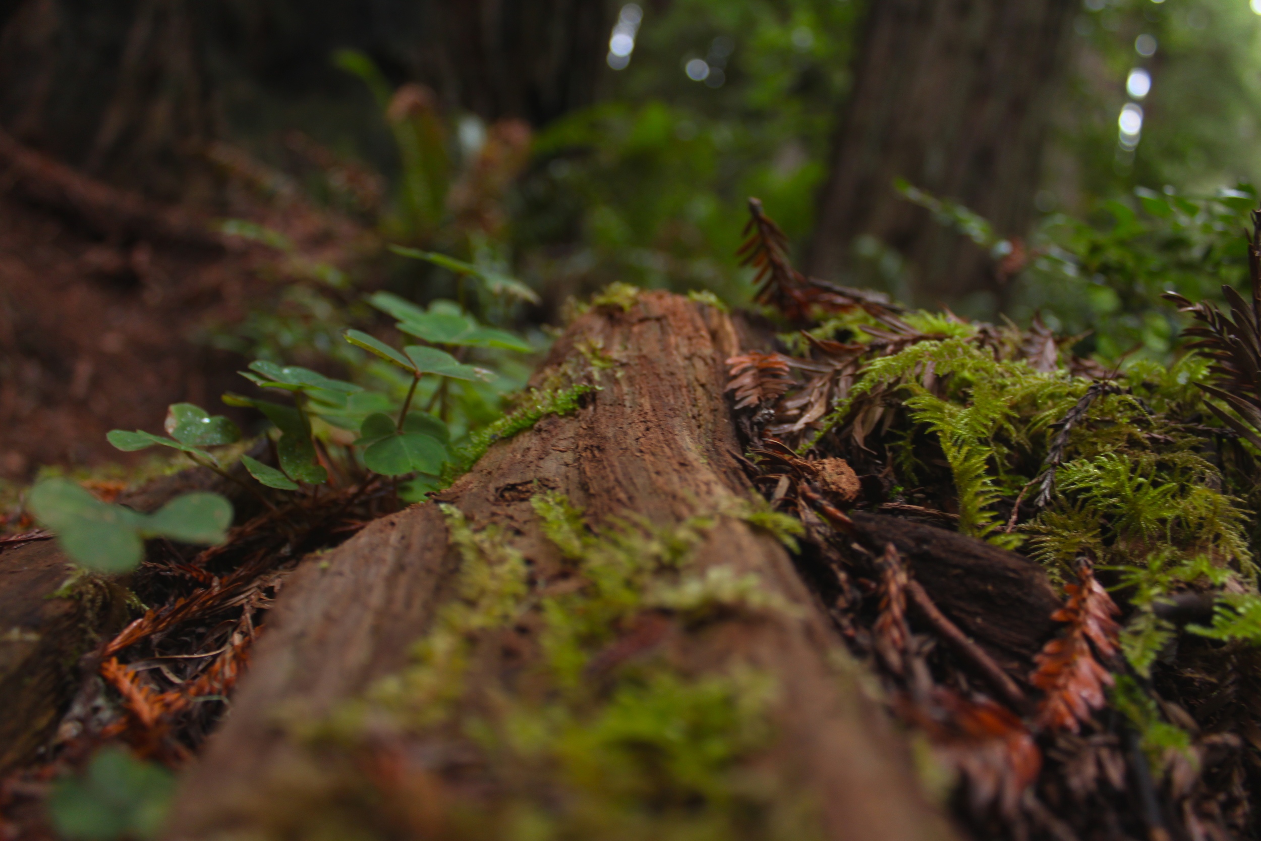 Fallen Tree - Stout Grove