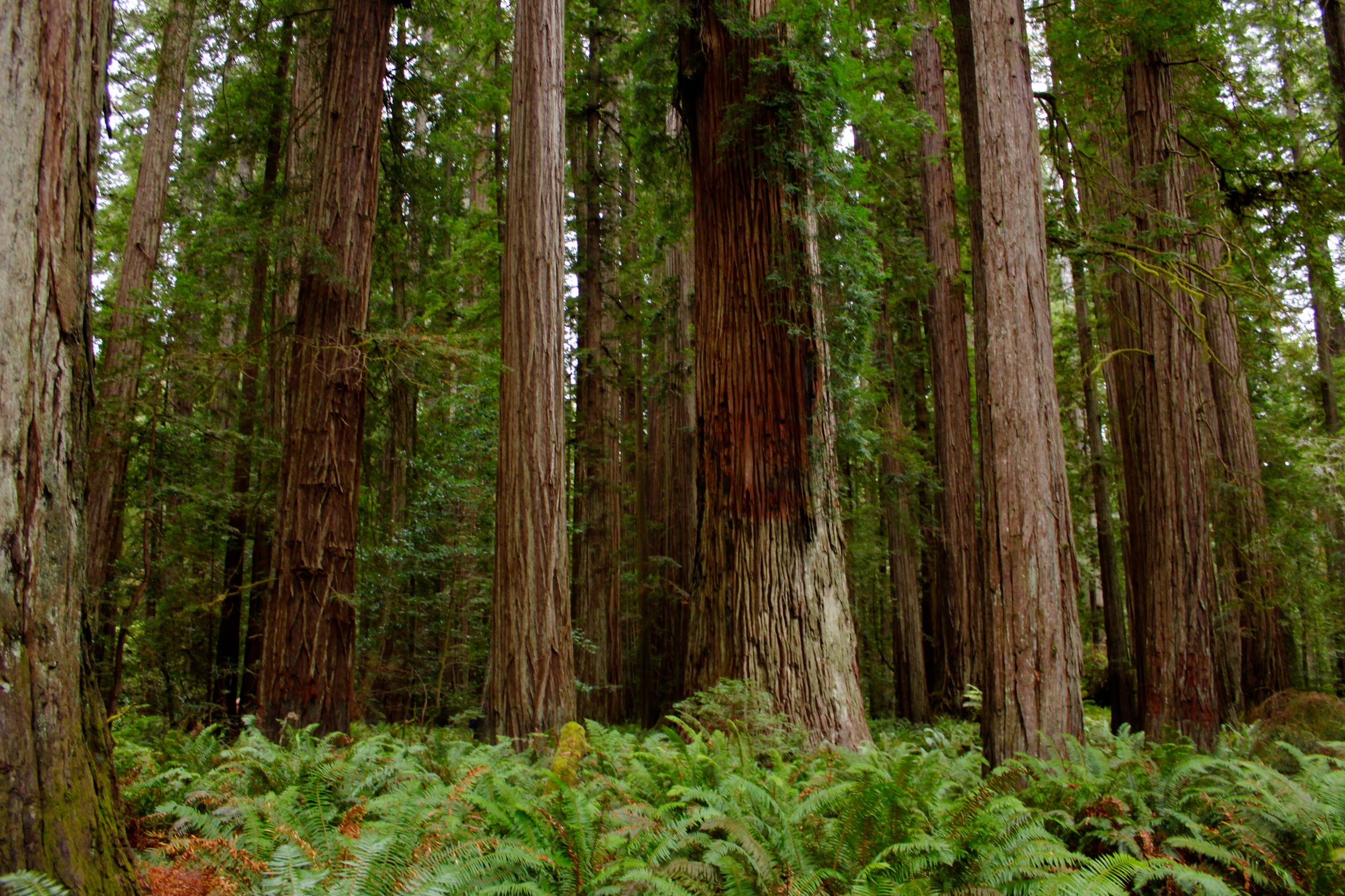 CAMPER'S GUIDE: JEDEDIAH SMITH CAMPGROUND