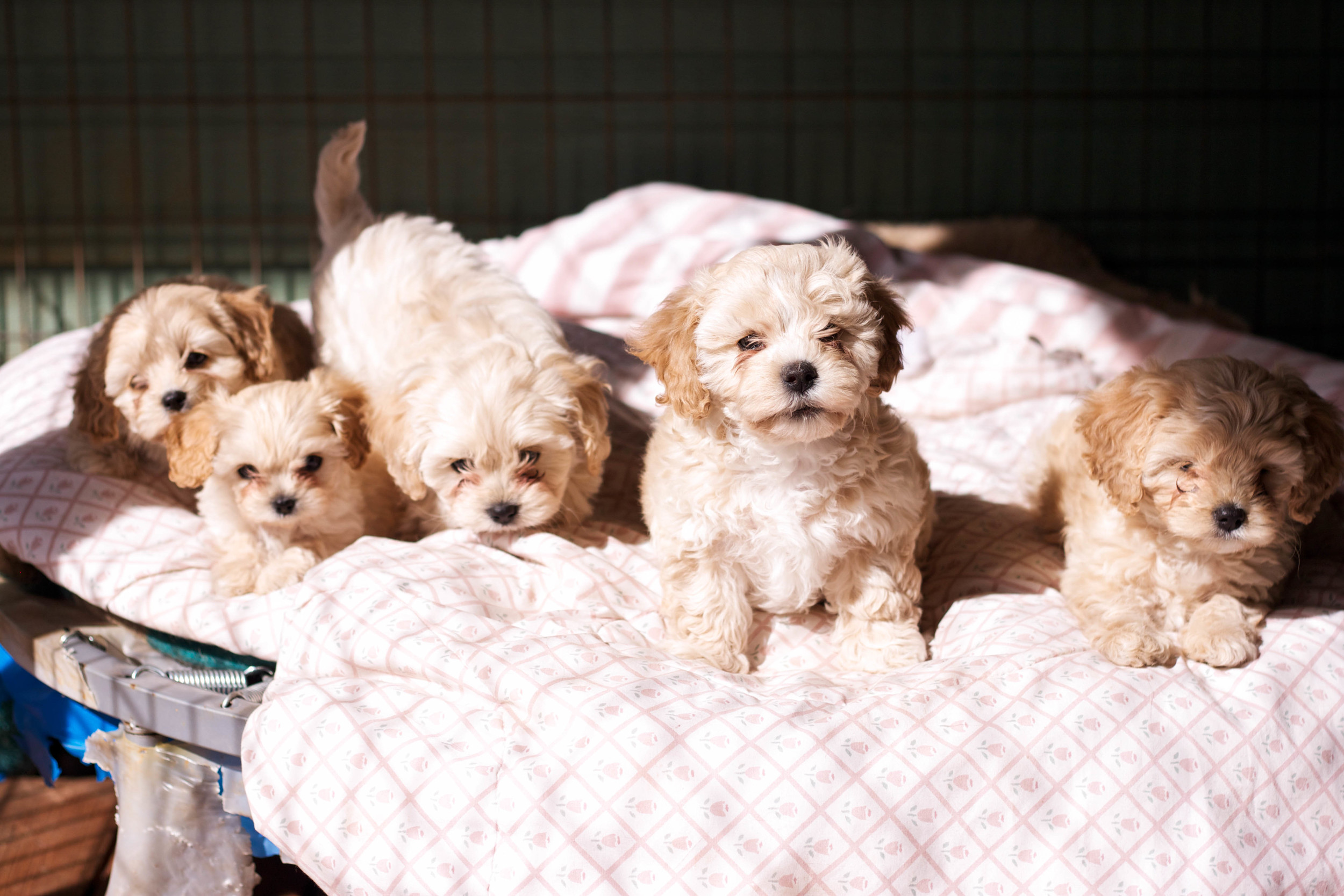 L to R: Rori, Dean, Luke, Michel, Kirk