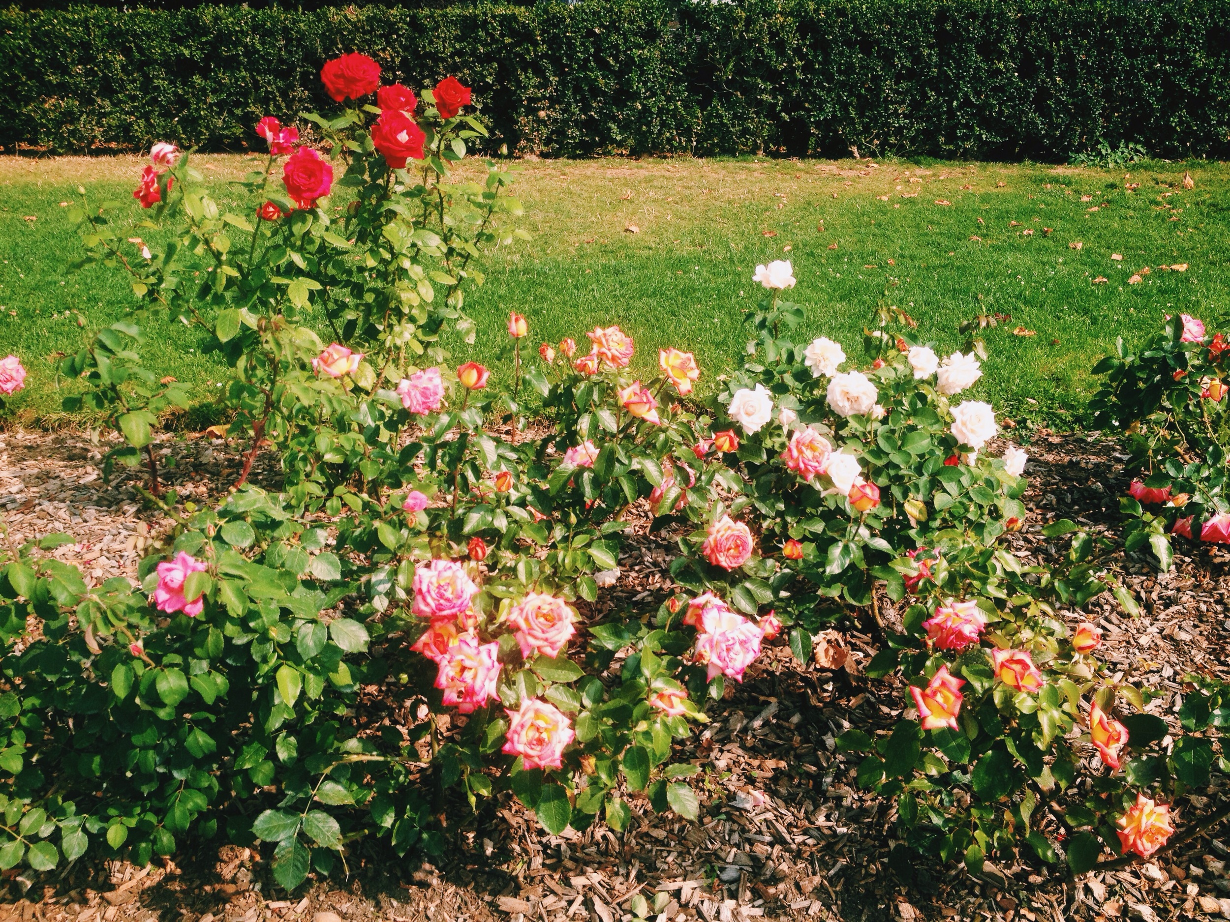 image.jpg