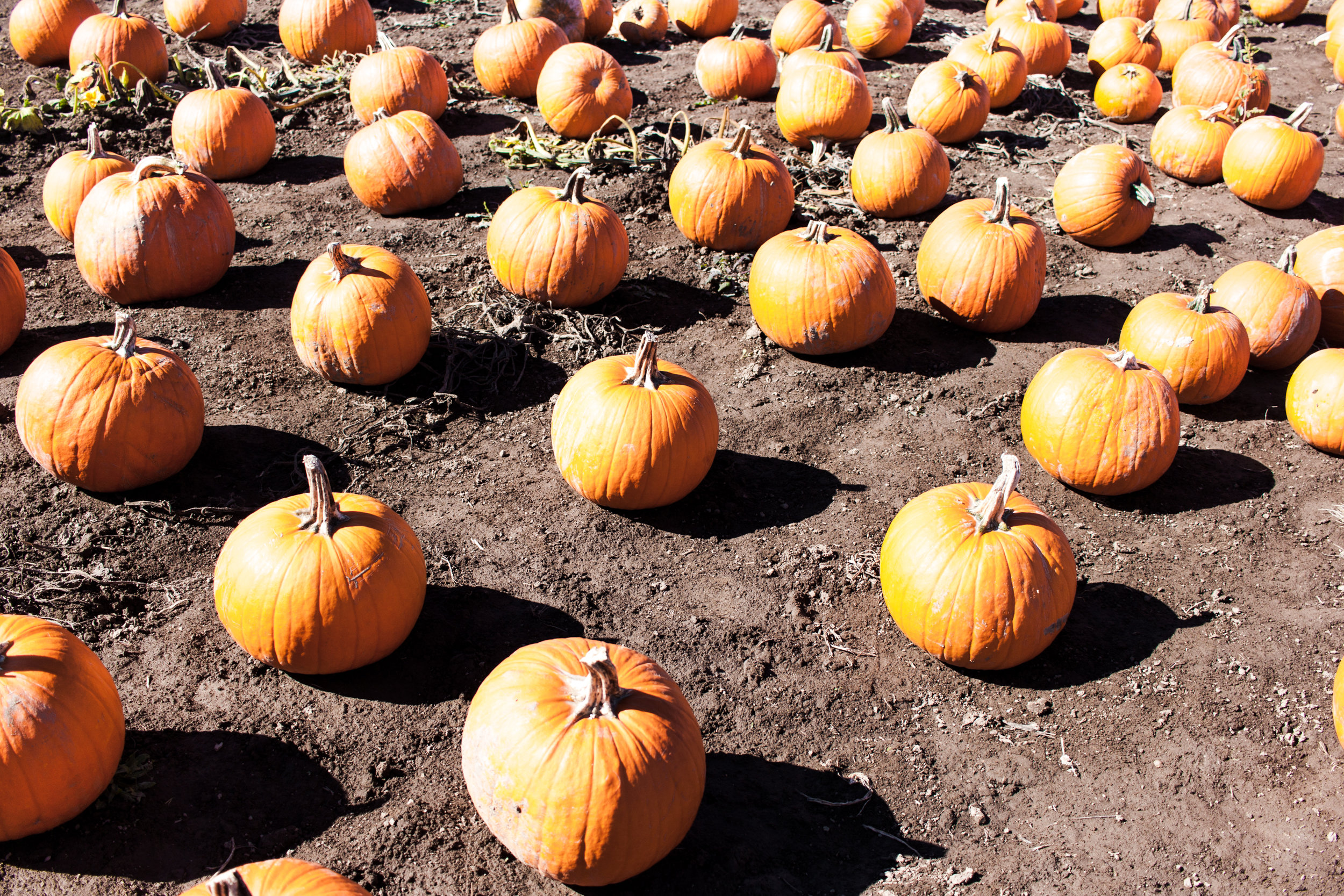PUMPKIN ISLAND