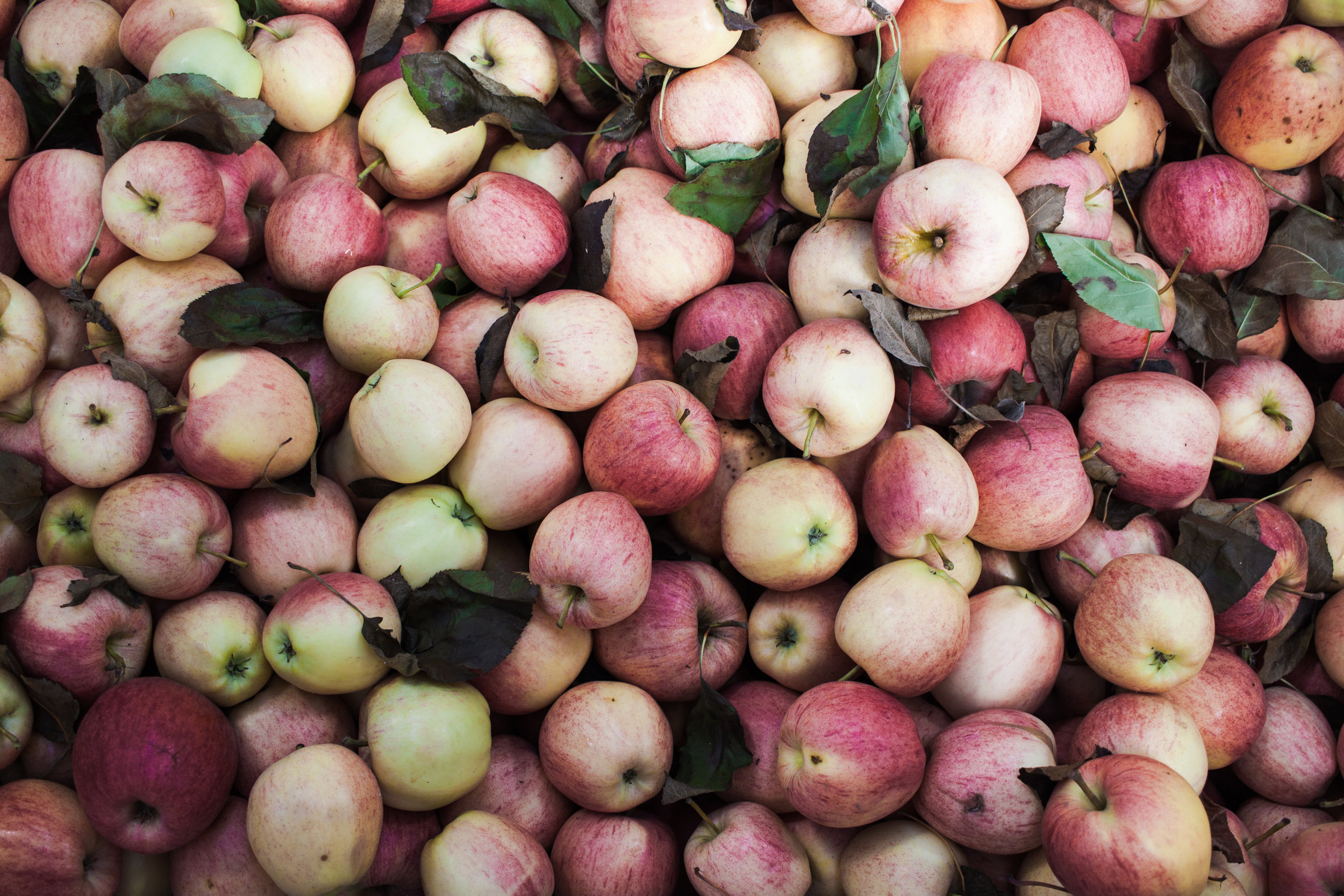 APPLE PICKINS