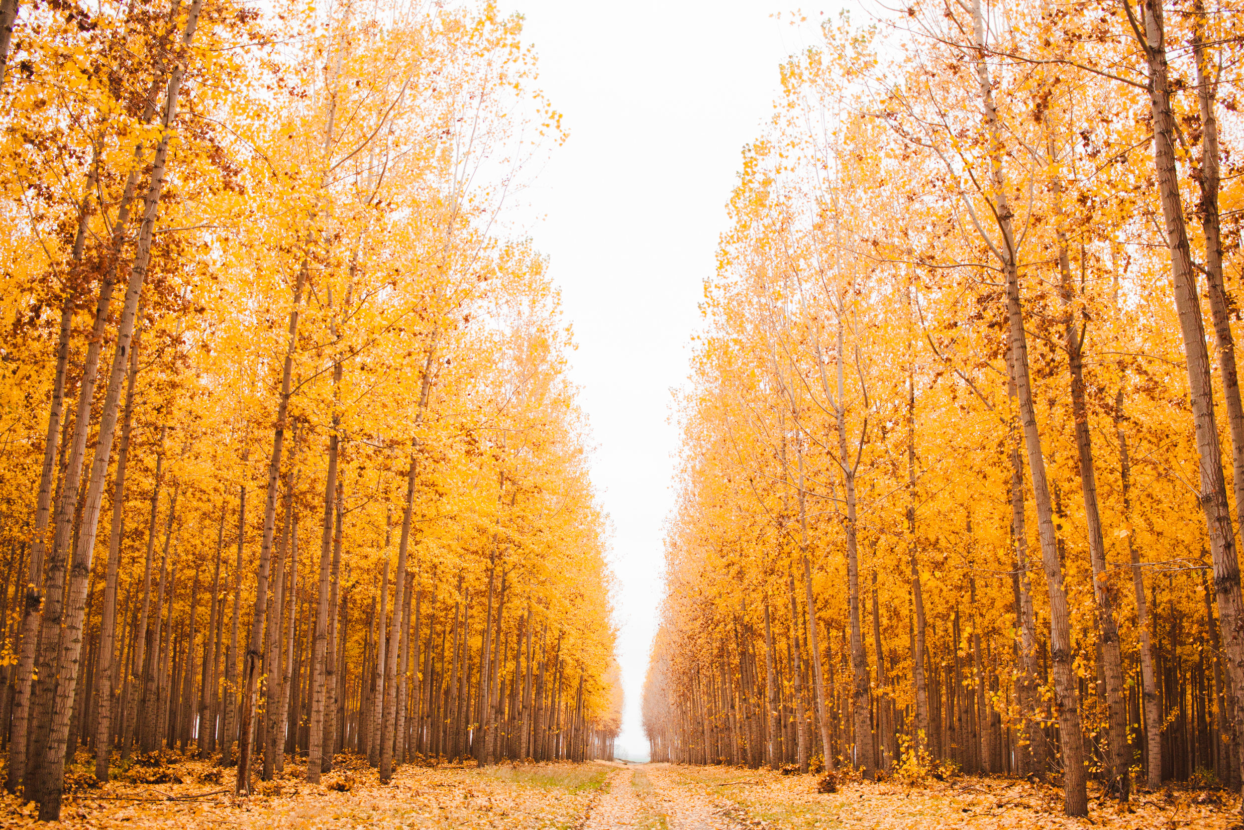 AUTUMN HEAVEN AKA THE BOARDMAN TREE FARM