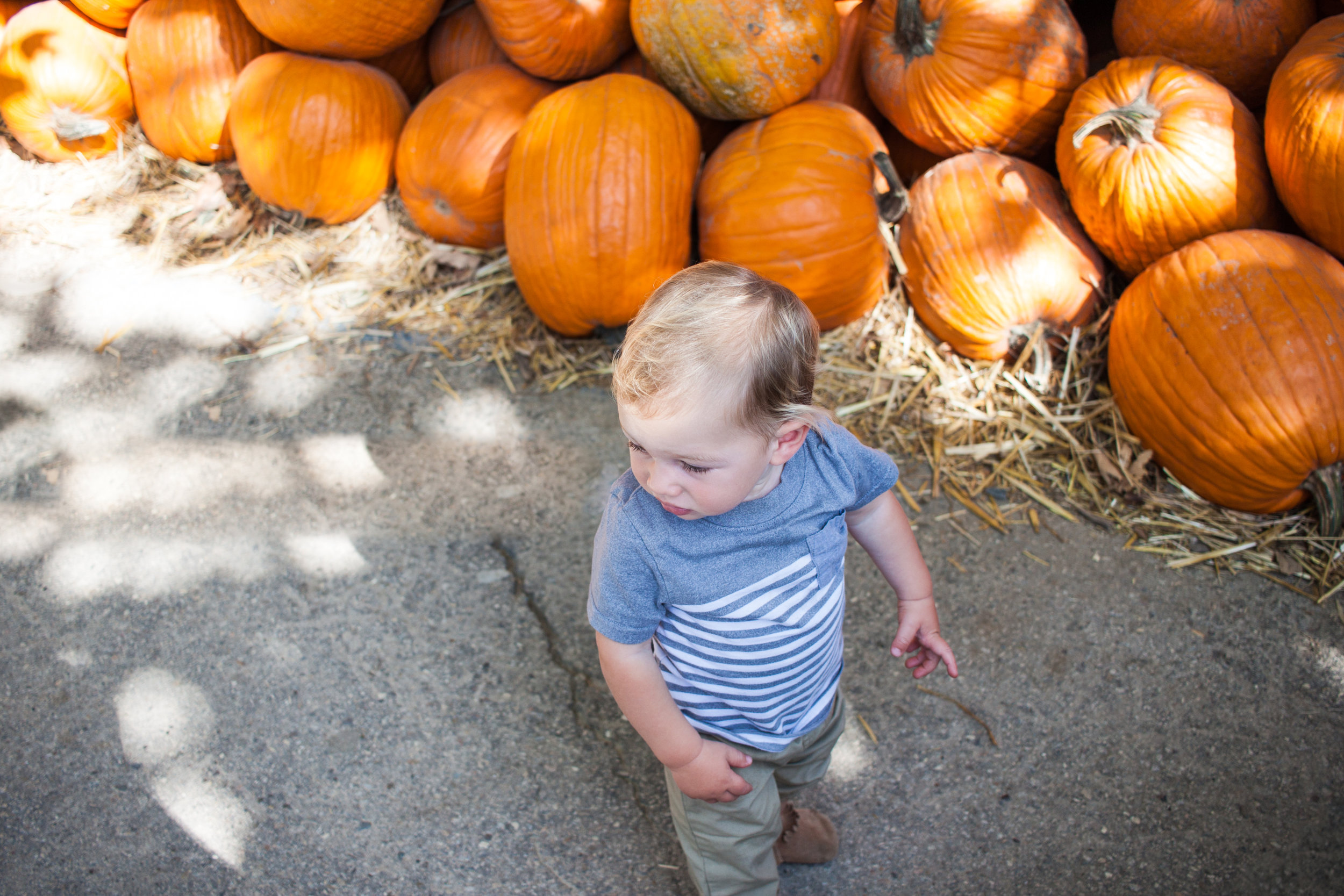 pumpkins18.jpg