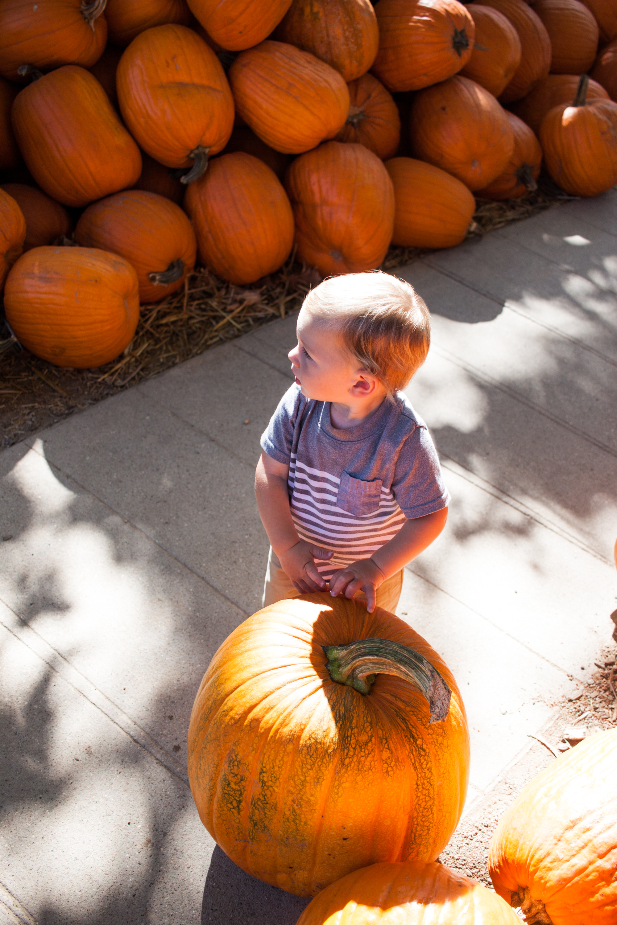 pumpkins18-18.jpg