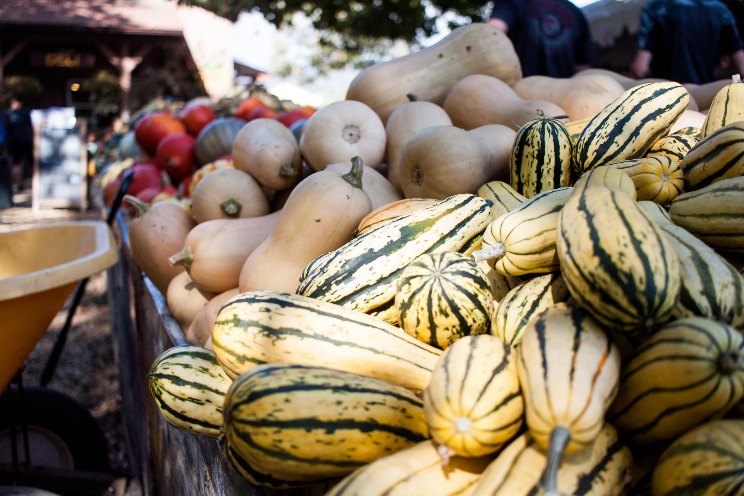 pumpkins18-23.jpg