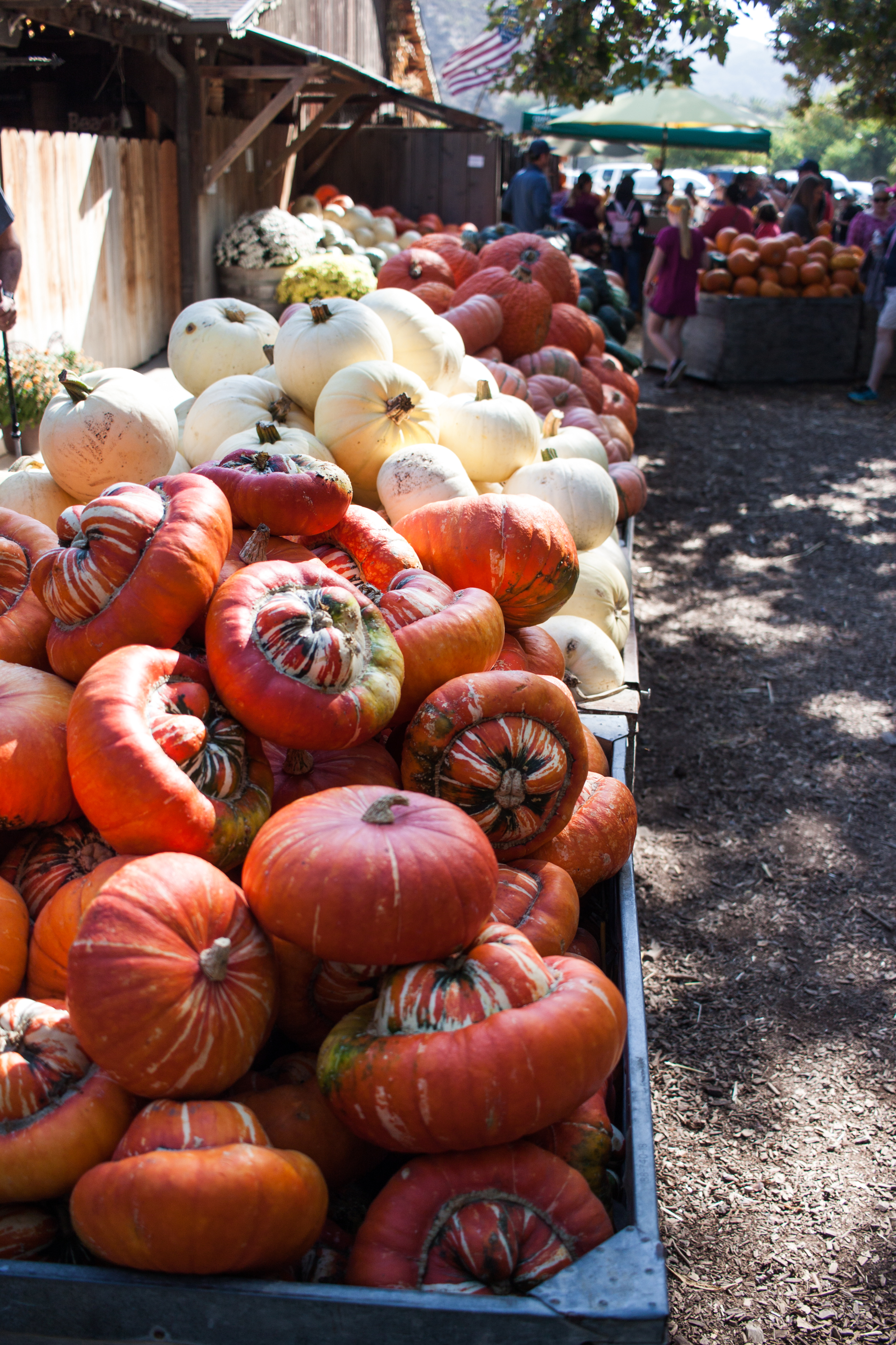 pumpkins18-29.jpg