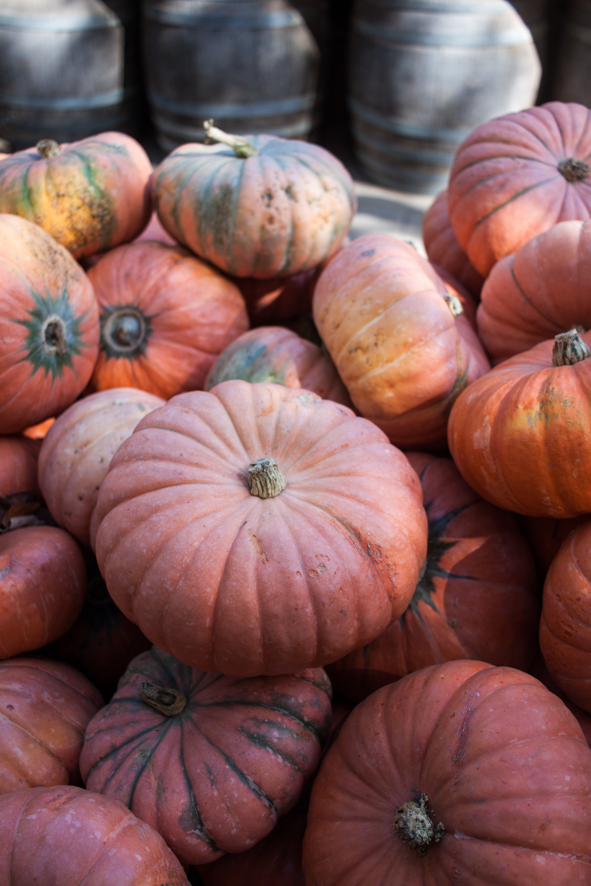 pumpkins18-31.jpg