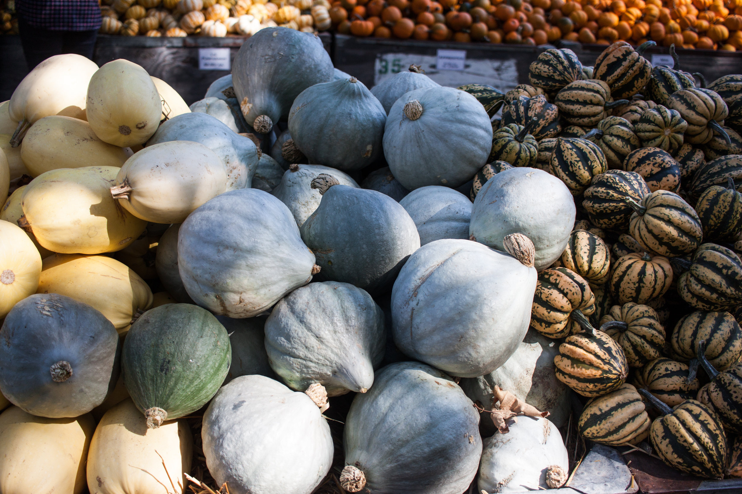 pumpkins18-33.jpg