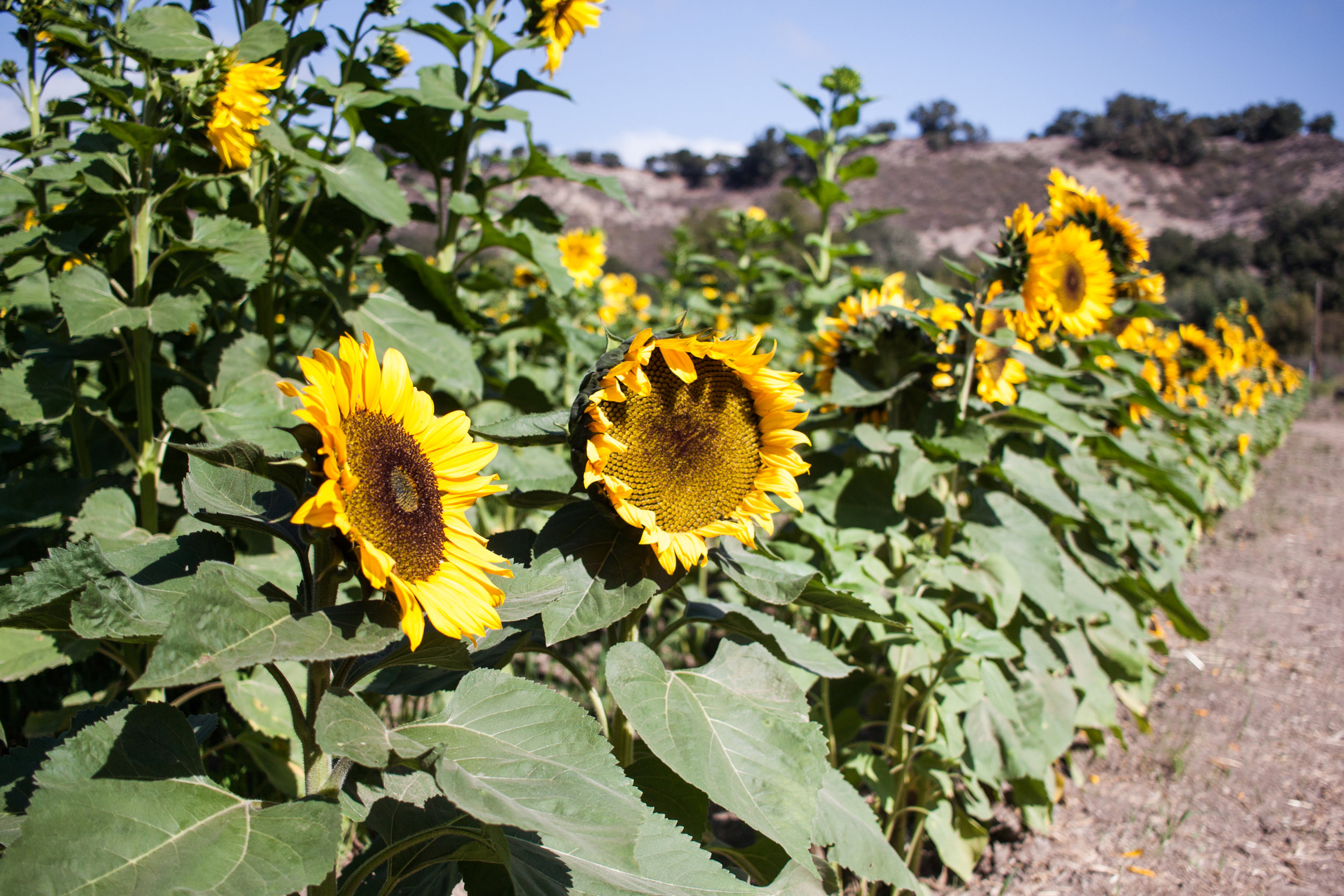 pumpkins18-37.jpg