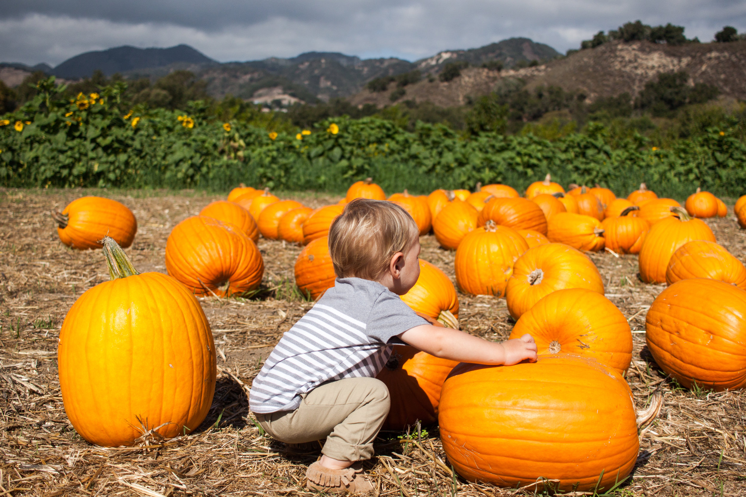 pumpkins18-42.jpg