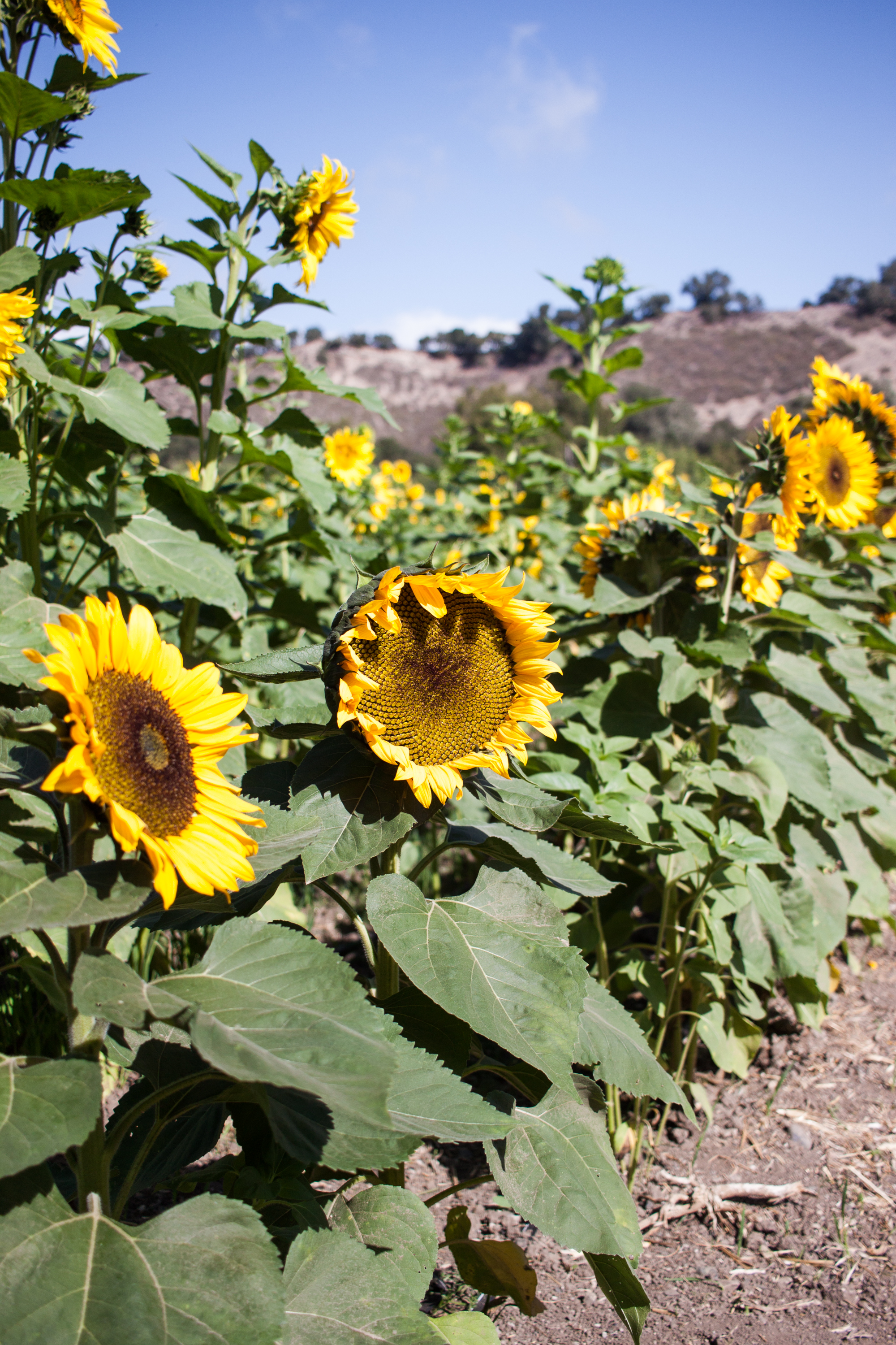 pumpkins18-38.jpg