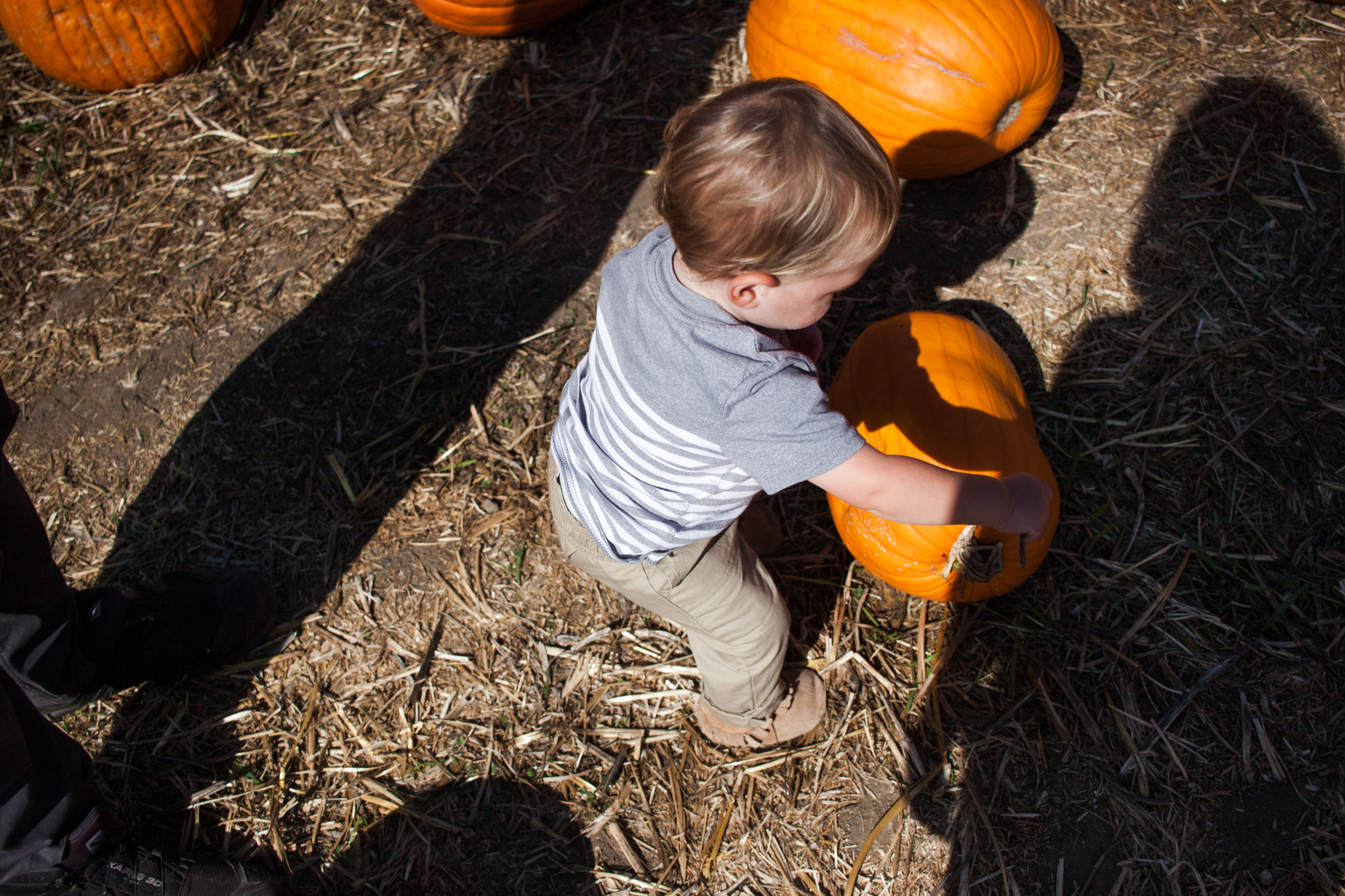 pumpkins18-76.jpg