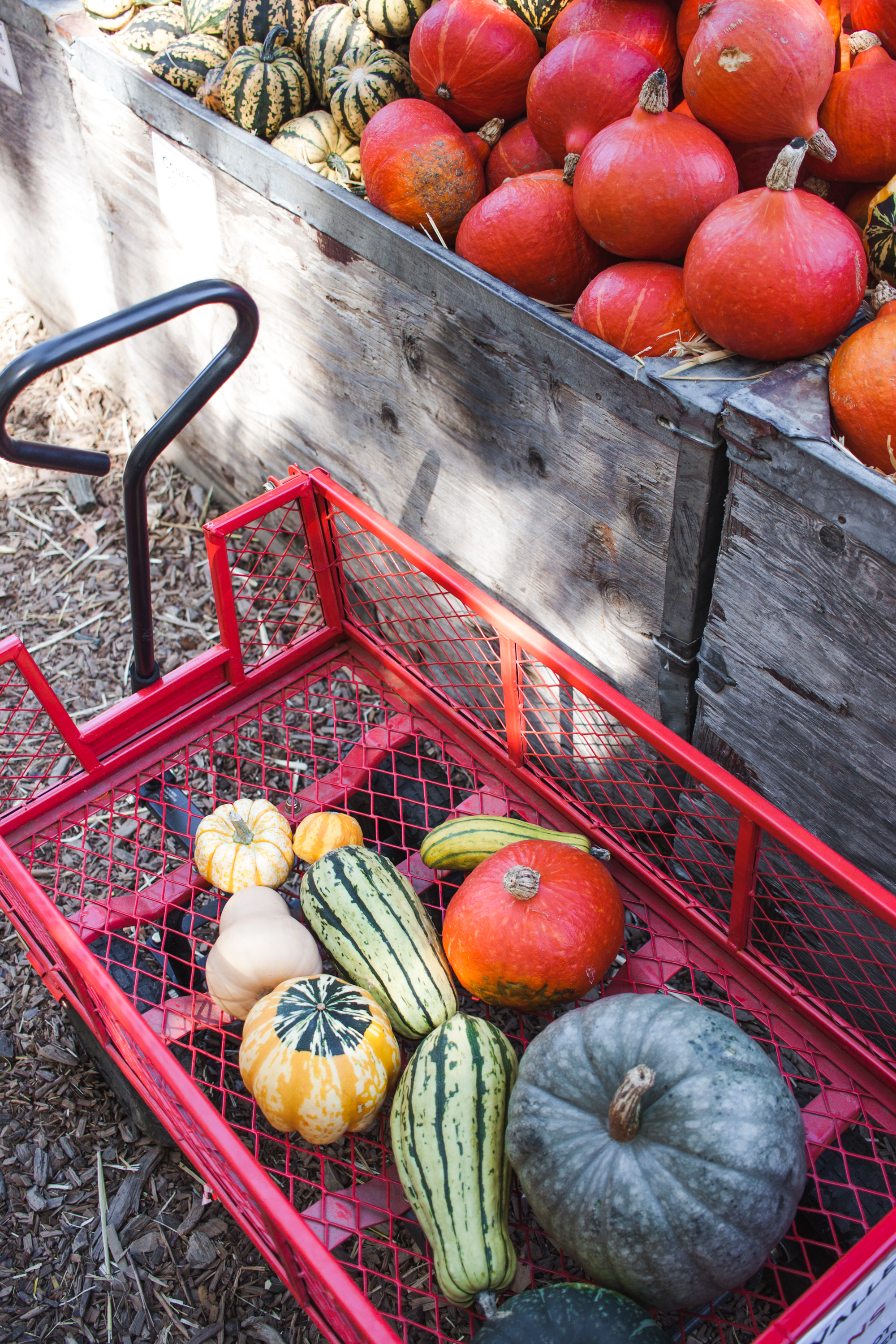 pumpkins18-181.jpg