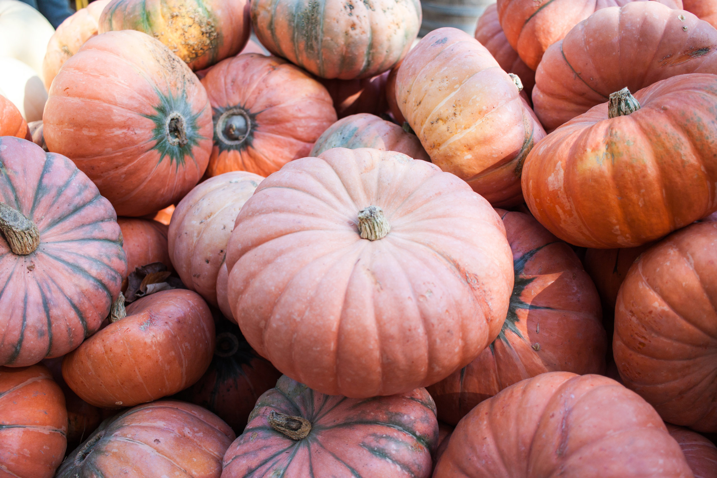 pumpkins18-32.jpg