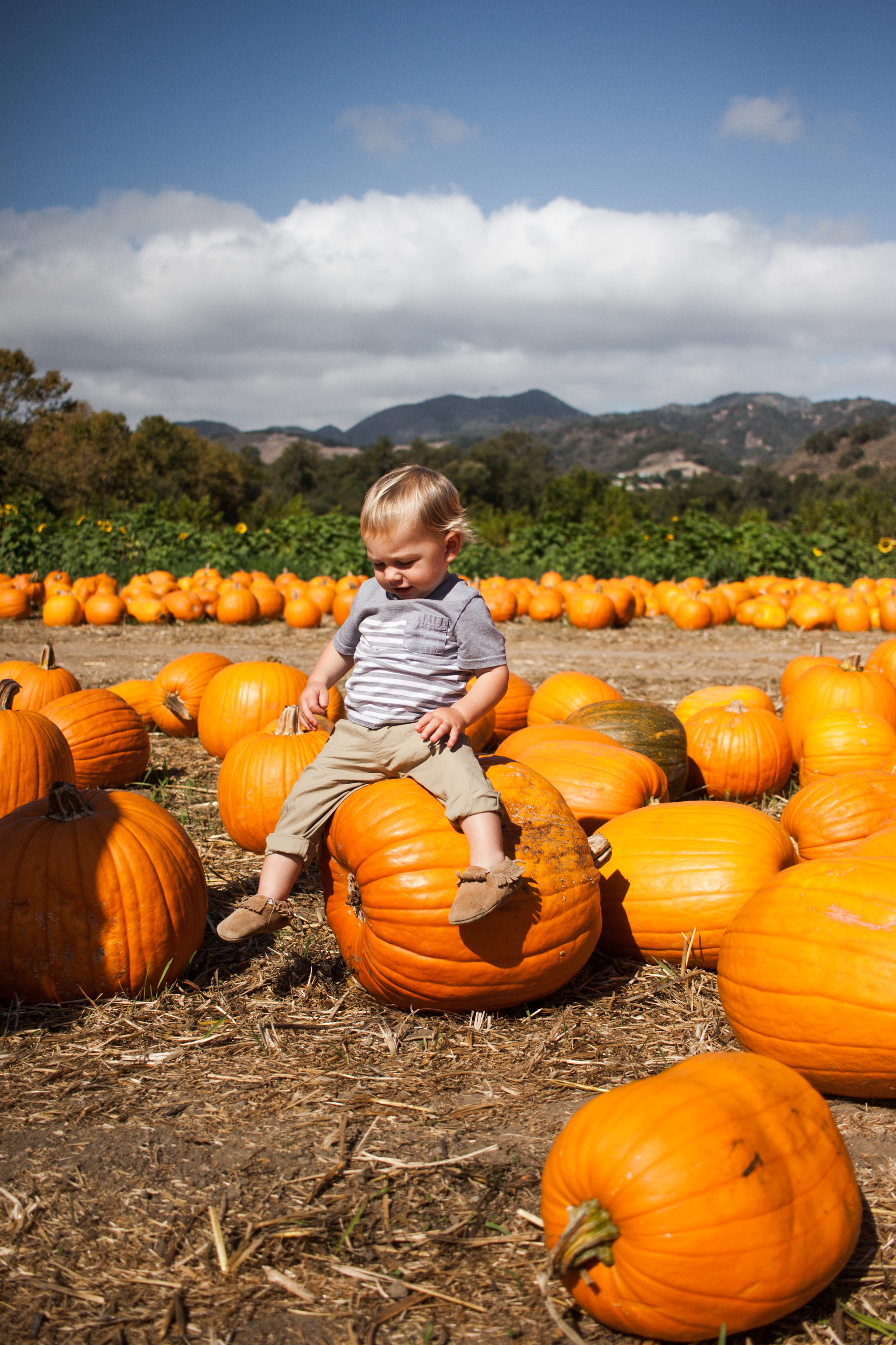 pumpkins18-74.jpg