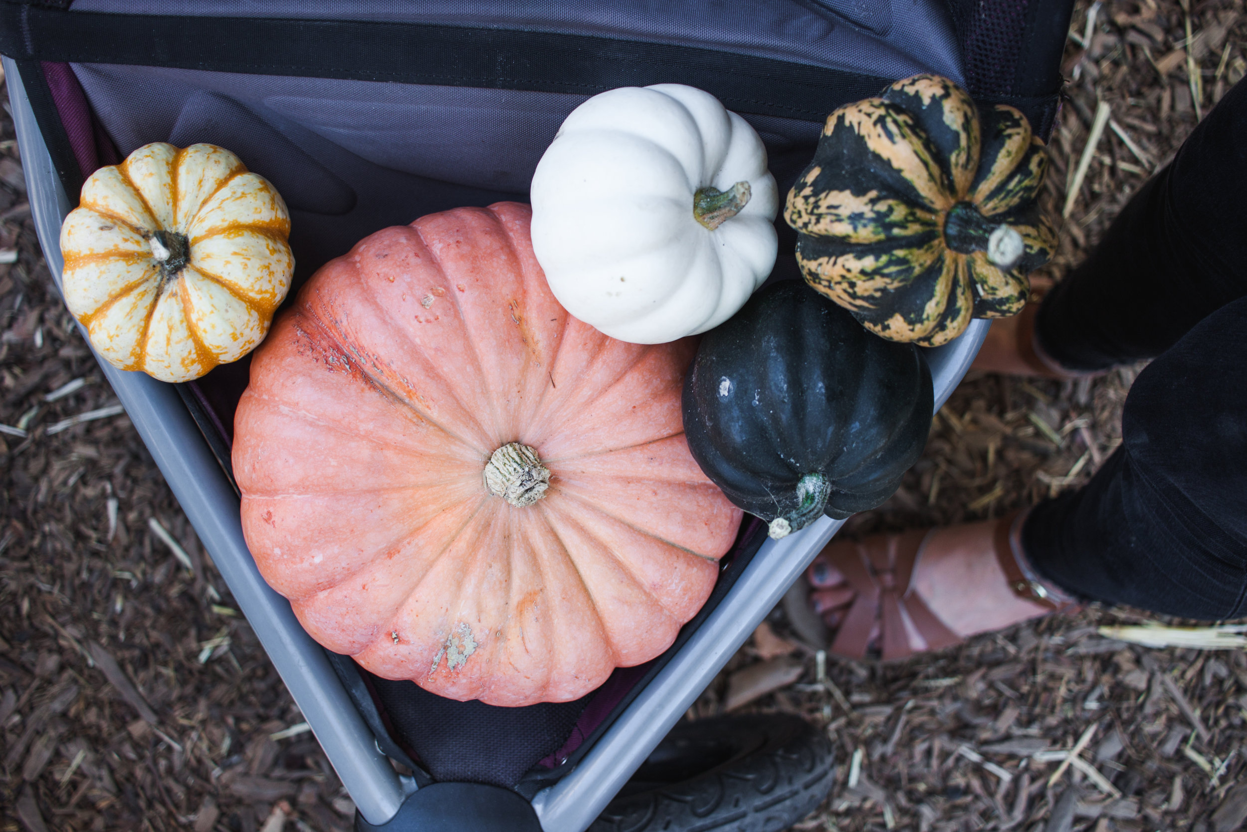 pumpkins18-186.jpg