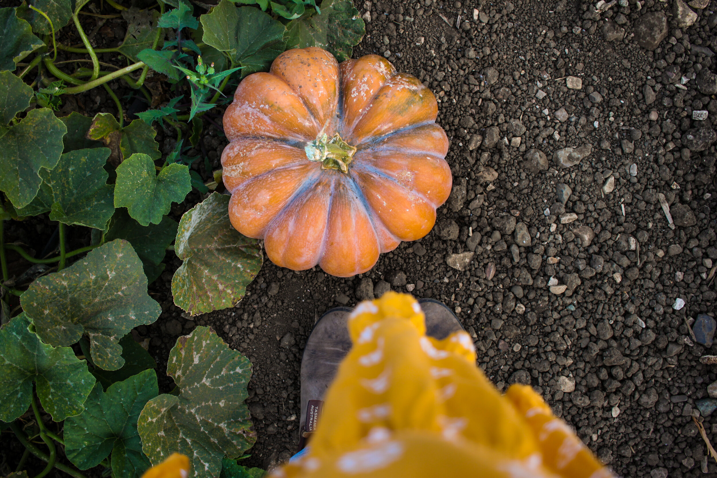 pumpkin-8.jpg